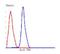 Nanog Homeobox Retrogene P8 antibody, orb378338, Biorbyt, Flow Cytometry image 