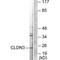 Claudin 3 antibody, A04393, Boster Biological Technology, Western Blot image 