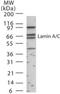 Lamin A/C antibody, NB100-56649, Novus Biologicals, Western Blot image 