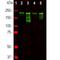 Neurofilament Heavy antibody, NB300-135, Novus Biologicals, Western Blot image 