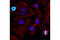 KI-67 antibody, 12075S, Cell Signaling Technology, Immunocytochemistry image 