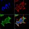 Gamma-Aminobutyric Acid Type A Receptor Alpha4 Subunit antibody, MA5-27701, Invitrogen Antibodies, Immunofluorescence image 