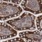 Apolipoprotein A4 antibody, NBP1-86164, Novus Biologicals, Immunohistochemistry frozen image 