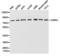 Calpain-1 catalytic subunit antibody, TA326969, Origene, Western Blot image 