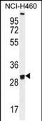 Olfactory Receptor Family 2 Subfamily B Member 11 antibody, PA5-48198, Invitrogen Antibodies, Western Blot image 