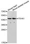 Pyruvate Dehydrogenase E1 Alpha 1 Subunit antibody, LS-C331751, Lifespan Biosciences, Western Blot image 