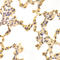 Thioredoxin Reductase 2 antibody, LS-C335580, Lifespan Biosciences, Immunohistochemistry frozen image 