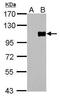 Forkhead Box M1 antibody, PA5-27144, Invitrogen Antibodies, Western Blot image 