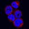 Elastase, Neutrophil Expressed antibody, MAB9167, Novus Biologicals, Immunocytochemistry image 