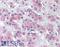 TNF Receptor Associated Factor 6 antibody, LS-B3379, Lifespan Biosciences, Immunohistochemistry frozen image 