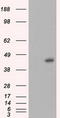 MCL1 Apoptosis Regulator, BCL2 Family Member antibody, LS-C115034, Lifespan Biosciences, Western Blot image 