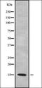 Nescient Helix-Loop-Helix 2 antibody, orb336232, Biorbyt, Western Blot image 