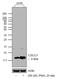C-X-C Motif Chemokine Ligand 5 antibody, 700656, Invitrogen Antibodies, Western Blot image 
