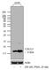 C-X-C motif chemokine 5 antibody, 700656, Invitrogen Antibodies, Western Blot image 