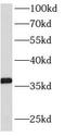 ATP Synthase Mitochondrial F1 Complex Assembly Factor 1 antibody, FNab00730, FineTest, Western Blot image 