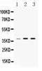 Heterogeneous Nuclear Ribonucleoprotein A1 antibody, PA5-79381, Invitrogen Antibodies, Western Blot image 