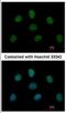 Mitotic Arrest Deficient 1 Like 1 antibody, NBP2-17198, Novus Biologicals, Immunocytochemistry image 