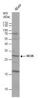 Transcription cofactor HES-6 antibody, GTX129257, GeneTex, Western Blot image 