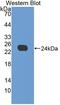 Apolipoprotein E antibody, LS-C372596, Lifespan Biosciences, Western Blot image 