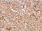 Nuclear Receptor Subfamily 1 Group D Member 1 antibody, NBP2-19574, Novus Biologicals, Immunohistochemistry paraffin image 