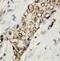 Laminin Subunit Beta 1 antibody, LS-C171769, Lifespan Biosciences, Immunohistochemistry frozen image 