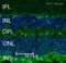 Gamma-Aminobutyric Acid Type A Receptor Alpha1 Subunit antibody, ab33299, Abcam, Immunohistochemistry frozen image 