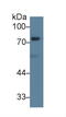 Dishevelled Segment Polarity Protein 2 antibody, MBS2014859, MyBioSource, Western Blot image 