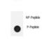 NPHS1 Adhesion Molecule, Nephrin antibody, LS-C163648, Lifespan Biosciences, Dot Blot image 