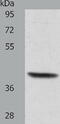 Actin Related Protein T1 antibody, TA321928, Origene, Western Blot image 