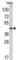 RAD9 Checkpoint Clamp Component A antibody, abx032813, Abbexa, Western Blot image 