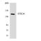 Serine/Threonine Kinase 36 antibody, LS-B12505, Lifespan Biosciences, Western Blot image 