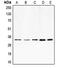 E2F Transcription Factor 6 antibody, MBS821645, MyBioSource, Western Blot image 