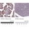 ATPase Plasma Membrane Ca2+ Transporting 4 antibody, NBP2-31984, Novus Biologicals, Immunohistochemistry paraffin image 