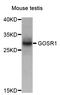 Golgi SNAP Receptor Complex Member 1 antibody, STJ23876, St John