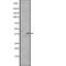 Protein Phosphatase 1 Catalytic Subunit Alpha antibody, abx217749, Abbexa, Western Blot image 