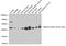 Actin Alpha 2, Smooth Muscle antibody, 13-434, ProSci, Western Blot image 