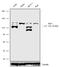 Telomerase Reverse Transcriptase antibody, 702052, Invitrogen Antibodies, Western Blot image 