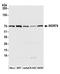 WD Repeat Containing Antisense To TP53 antibody, A301-442A, Bethyl Labs, Western Blot image 