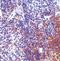 Interferon Regulatory Factor 7 antibody, PA5-20280, Invitrogen Antibodies, Immunohistochemistry frozen image 