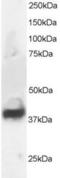 Septin 3 antibody, EB05413, Everest Biotech, Western Blot image 