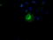 PPT antibody, TA500594, Origene, Immunofluorescence image 