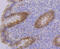 Paraoxonase 2 antibody, GTX01164, GeneTex, Immunohistochemistry paraffin image 