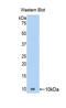 C-C Motif Chemokine Ligand 17 antibody, LS-C296637, Lifespan Biosciences, Western Blot image 