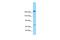 Multiple EGF Like Domains 6 antibody, A15802, Boster Biological Technology, Western Blot image 