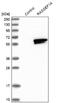 RasGEF Domain Family Member 1A antibody, NBP1-85670, Novus Biologicals, Western Blot image 