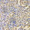 NFKB Inhibitor Alpha antibody, A1187, ABclonal Technology, Immunohistochemistry paraffin image 