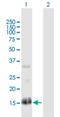 Regulator Of G Protein Signaling 13 antibody, H00006003-B01P, Novus Biologicals, Western Blot image 