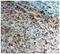 Twist Family BHLH Transcription Factor 1 antibody, PA5-49688, Invitrogen Antibodies, Immunohistochemistry frozen image 