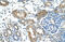 Tripartite Motif Containing 59 antibody, ARP43451_T100, Aviva Systems Biology, Immunohistochemistry frozen image 
