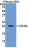 Interleukin 1 Beta antibody, LS-C294795, Lifespan Biosciences, Western Blot image 